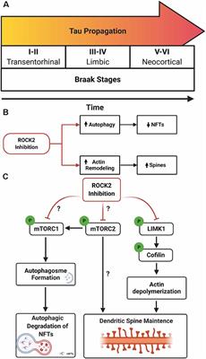Perspectives on ROCK2 as a Therapeutic Target for Alzheimer’s Disease